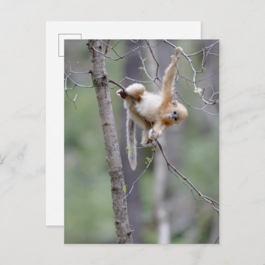 Cute Golden Snub nosed Monkey op Tree Branches Briefkaart (Voorkant / Achterkant)