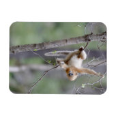 Cute Golden Snub nosed Monkey op Tree Branches Magneet (Horizontaal)