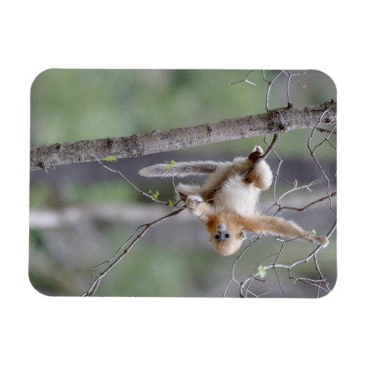 Cute Golden Snub nosed Monkey op Tree Branches Magneet (Horizontaal)