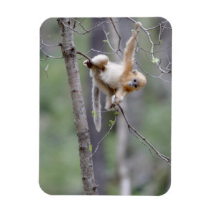 Cute Golden Snub nosed Monkey op Tree Branches Magneet