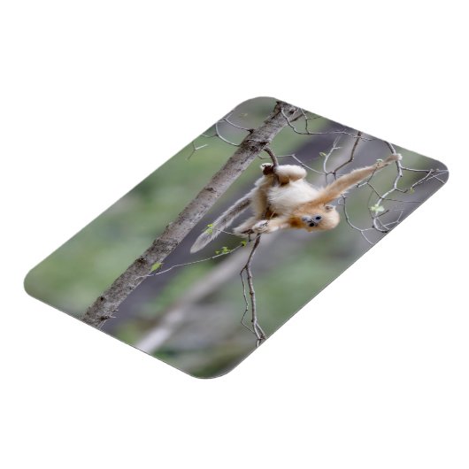 Cute Golden Snub nosed Monkey op Tree Branches Magneet (Linkerzijde)