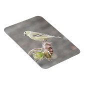 Cute Goldfinch met Seed Magnet Magneet (Rechterzijde)