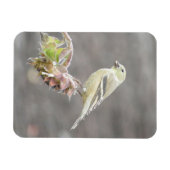Cute Goldfinch met Seed Magnet Magneet (Horizontaal)