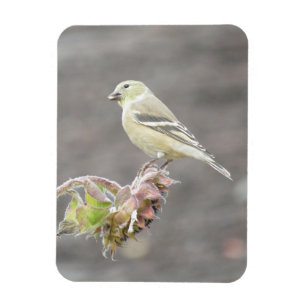 Cute Goldfinch met Seed Magnet Magneet