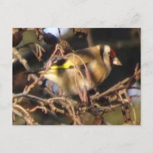 Cute Goldfinch sluit het DIY-Briefkaart af Briefkaart
