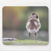 Cute Goose Chick Natuur Foto Muismat (Voorkant)