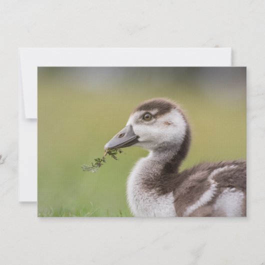 Cute Goose Chick Natuur Photo Card (Voorkant)