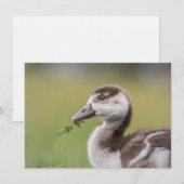 Cute Goose Chick Natuur Photo Card (Voorkant / Achterkant)