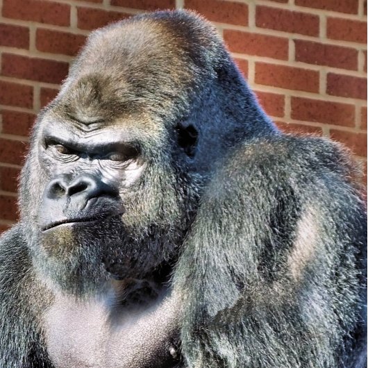 CUTE GORILLA AANKONDIGING