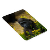 Cute Gorilla Baby Magneet (Rechterzijde)