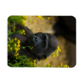 Cute Gorilla Baby Magneet (Horizontaal)