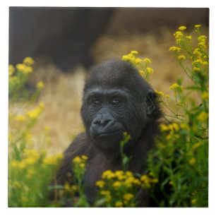 Cute Gorilla Baby Stone Tegeltje