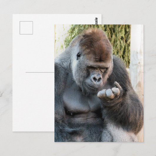 CUTE GORILLA BRIEFKAART (Voorkant / Achterkant)