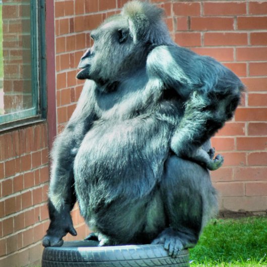 CUTE GORILLA KLEMBORD