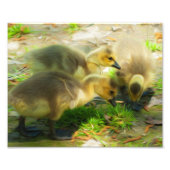Cute Gosling Foto Afdruk (Voorkant)
