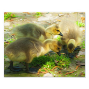 Cute Gosling Foto Afdruk