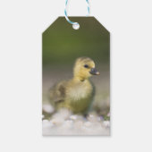 Cute Gosling Wildlife Foto Cadeaulabel (Voorkant)