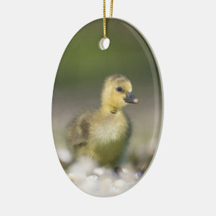 Cute Gosling Wildlife Foto Keramisch Ornament