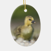 Cute Gosling Wildlife Foto Keramisch Ornament (Achterkant)