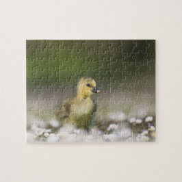 Cute Gosling Wildlife Foto Legpuzzel