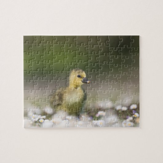 Cute Gosling Wildlife Foto Legpuzzel (Horizontaal)