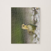 Cute Gosling Wildlife Foto Legpuzzel (Verticaal)