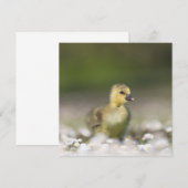 Cute Gosling Wildlife-fotokaart (Voorkant / Achterkant)