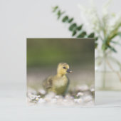 Cute Gosling Wildlife-fotokaart (Staand voorkant)