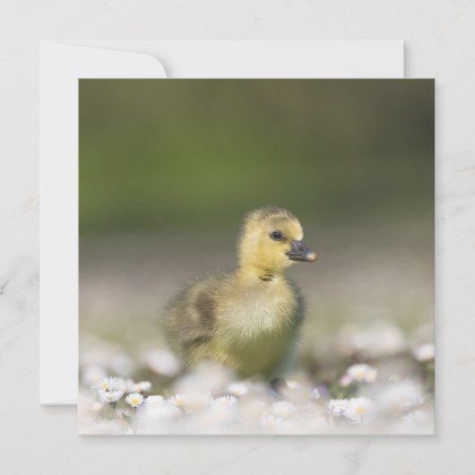 Cute Gosling Wildlife-fotokaart (Voorkant)