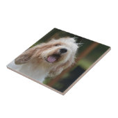 Cute Grand Basset Tegeltje (Zijkant)