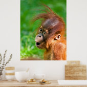 Cute grappige baby orangutan apen die glimlachen poster (Keuken)