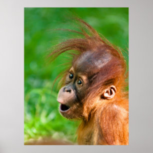Cute grappige baby orangutan apen die glimlachen poster