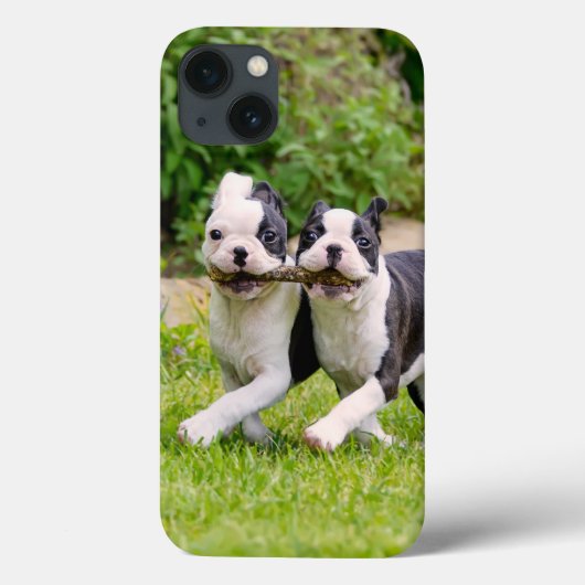 Cute grappige Boston Terrier dogs puppies spelen - Case-Mate iPhone Case (Achterkant)
