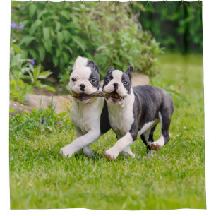 Cute grappige Boston Terrier dogs puppies spelen - Douchegordijn