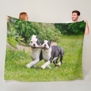 Cute grappige Boston Terrier dogs puppies spelen - Fleece Deken