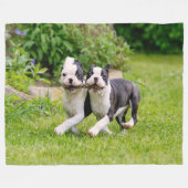 Cute grappige Boston Terrier dogs puppies spelen - Fleece Deken (Voorkant (Horizontaal))