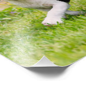 Cute grappige Boston Terrier dogs puppies spelen - Foto Afdruk (Hoek)