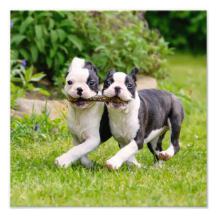 Cute grappige Boston Terrier dogs puppies spelen - Foto Afdruk