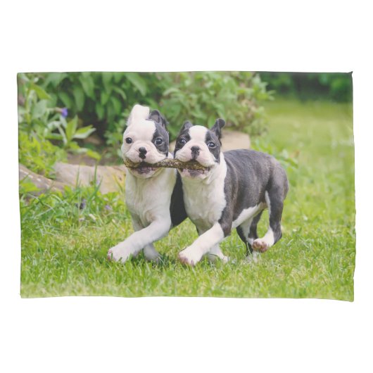Cute grappige Boston Terrier dogs puppies spelen - Kussensloop (Voorkant)