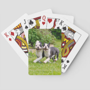 Cute grappige Boston Terrier dogs puppies spelen - Pokerkaarten