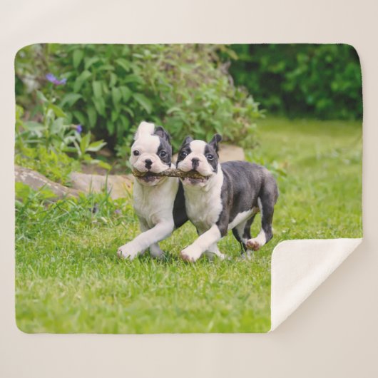 Cute grappige Boston Terrier dogs puppies spelen - Sherpa Deken (Voorkant (horizontaal))