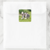 Cute grappige Boston Terrier dogs puppies spelen - Vierkante Sticker (Tas)