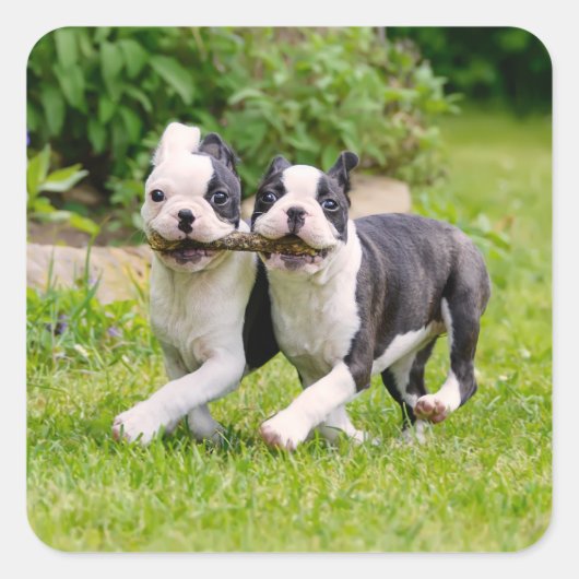 Cute grappige Boston Terrier dogs puppies spelen - Vierkante Sticker (Voorkant)