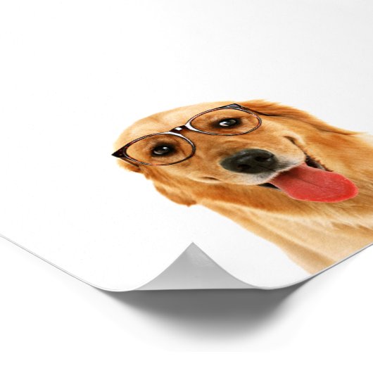Cute grappige Golden Retriever hond Poster (Hoek)