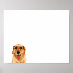 Cute grappige Golden Retriever hond Poster