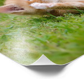 Cute grappige kattenkatjes die in een bloeiende tu foto afdruk (Hoek)