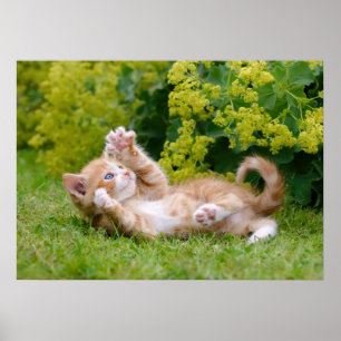 Cute grappige kattenkatjes die in een bloeiende tu poster