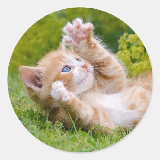 Cute grappige kattenkatjes die in een bloeiende tu ronde sticker (Voorkant)