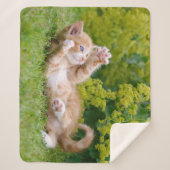 Cute grappige kattenkatjes die in een bloeiende tu sherpa deken (Voorkant)