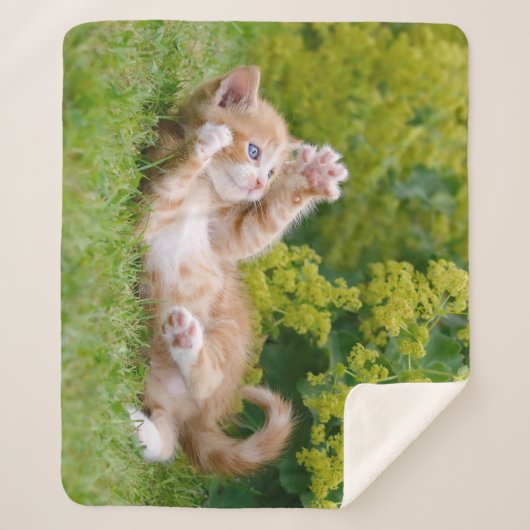 Cute grappige kattenkatjes die in een bloeiende tu sherpa deken (Voorkant)